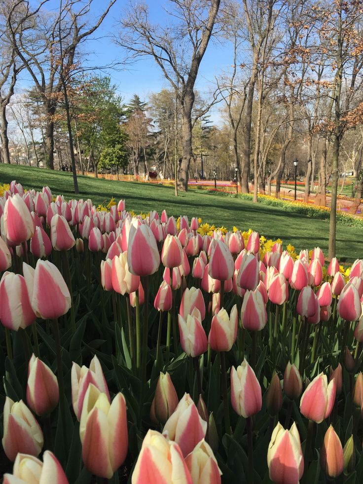 Bukan dari Belanda, Ini Negara Asal Bunga Tulip